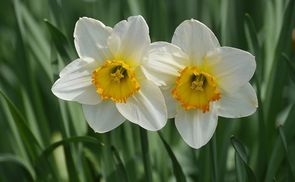 Aufblühen zu Ostern 