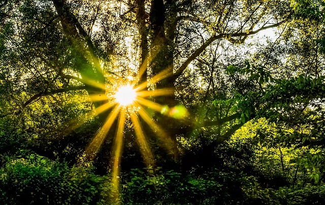 Sonne durch Bäume
