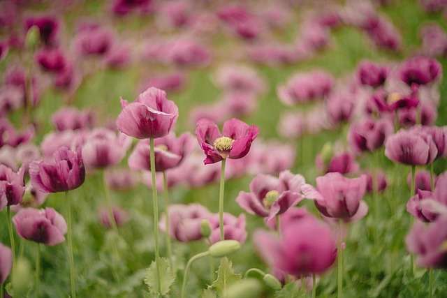 Mohnblumen