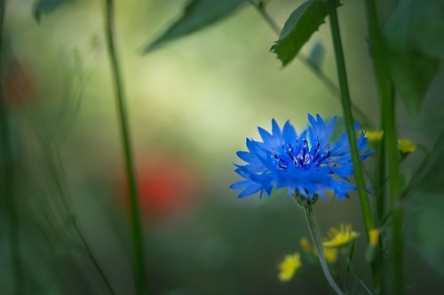 Kornblume