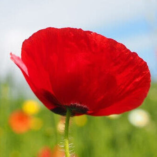 Mohn / © Hans/pixabay.com/CC0 1.0 Mohn